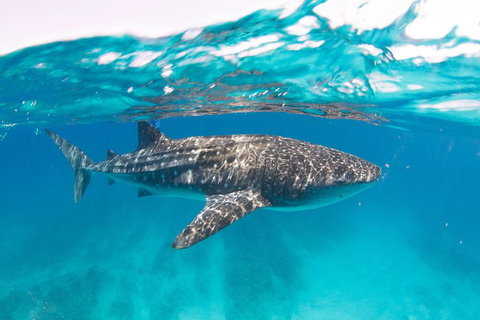 VIP Luxury Chartered Escapes, Exploring The Reef At Your Own Pace - Accommodation Cairns 15