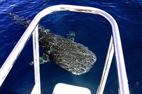 VIP Luxury Chartered Escapes, Exploring The Reef At Your Own Pace - Accommodation Cairns 11
