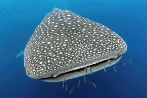 VIP Luxury Chartered Escapes, Exploring The Reef At Your Own Pace - Accommodation Cairns 46