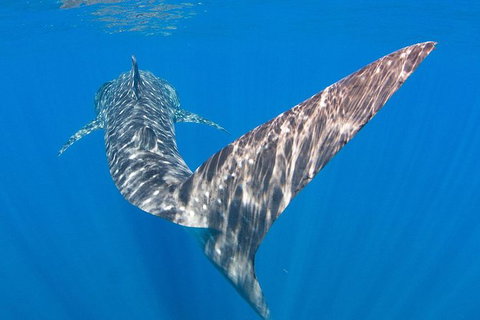 VIP Luxury Chartered Escapes, Exploring The Reef At Your Own Pace - Accommodation Cairns 37