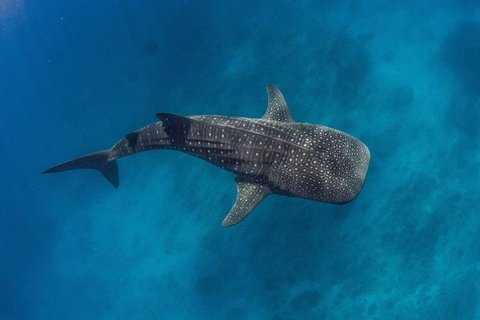 VIP Luxury Chartered Escapes, Exploring The Reef At Your Own Pace - Accommodation Cairns 34