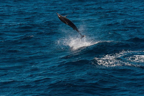 VIP Luxury Chartered Escapes, Exploring The Reef At Your Own Pace - Accommodation Cairns 42