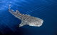 VIP Luxury Chartered Escapes, Exploring The Reef At Your Own Pace - thumb 30