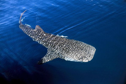 VIP Luxury Chartered Escapes, Exploring The Reef At Your Own Pace - Accommodation Cairns 30