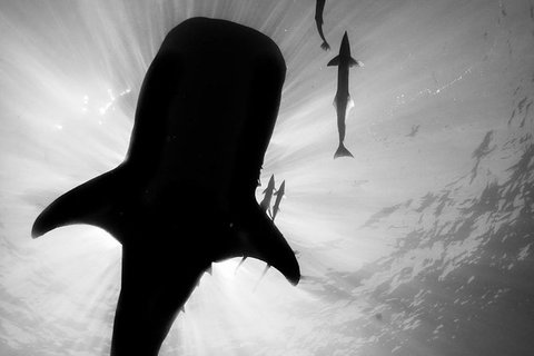 VIP Luxury Chartered Escapes, Exploring The Reef At Your Own Pace - Accommodation Cairns 16