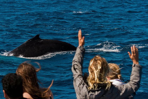 VIP Luxury Chartered Escapes, Exploring The Reef At Your Own Pace - Accommodation Cairns 21