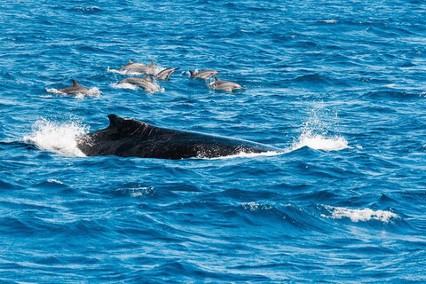 VIP Luxury Chartered Escapes, Exploring The Reef At Your Own Pace - Accommodation Cairns 19