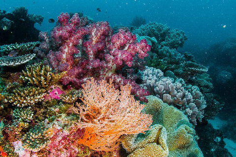 VIP Luxury Chartered Escapes, Exploring The Reef At Your Own Pace - Accommodation Cairns 33
