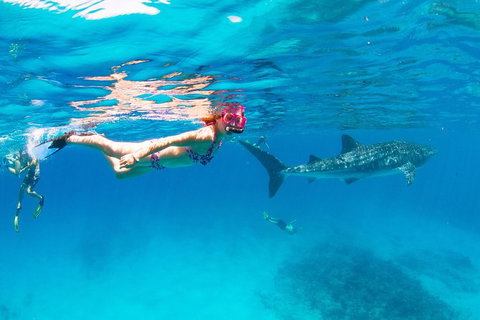 VIP Luxury Chartered Escapes, Exploring The Reef At Your Own Pace - Accommodation Cairns 35