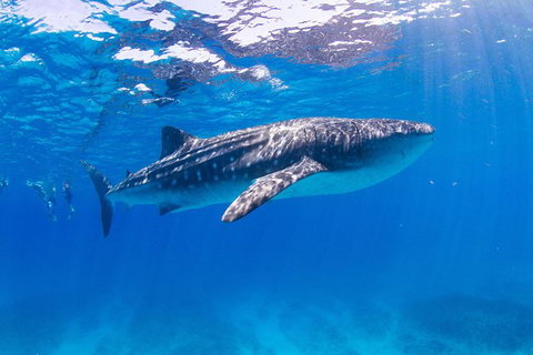 VIP Luxury Chartered Escapes, Exploring The Reef At Your Own Pace - Accommodation Cairns 9
