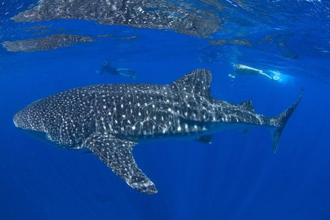 VIP Luxury Chartered Escapes, Exploring The Reef At Your Own Pace - Accommodation Cairns 31