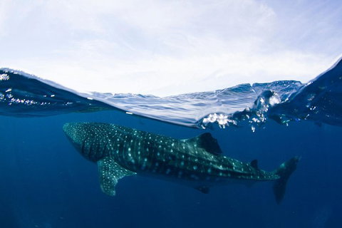 VIP Luxury Chartered Escapes, Exploring The Reef At Your Own Pace - Accommodation Cairns 51