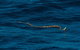VIP Luxury Chartered Escapes, Exploring The Reef At Your Own Pace - thumb 23
