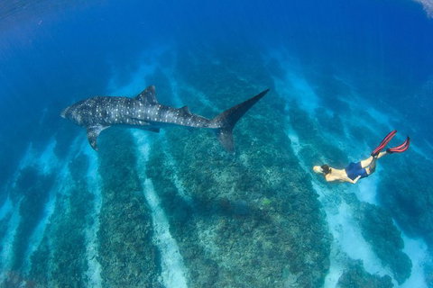 VIP Luxury Chartered Escapes, Exploring The Reef At Your Own Pace - Accommodation Cairns 47