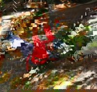 Trees Adventure Lane Poole Park - Treetop  Zipline Experience - Accommodation Cairns