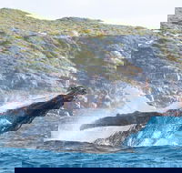 Jet Boat Whale Watching Safari from Dunsborough - Accommodation Cairns