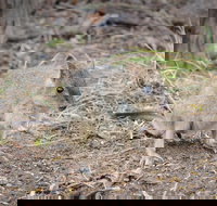 Nocturnal Wildlife Tour from Busselton or Dunsborough - Accommodation Cairns