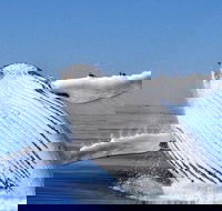 Whale Watching Busselton Departing from Busselton Jetty - Accommodation Cairns