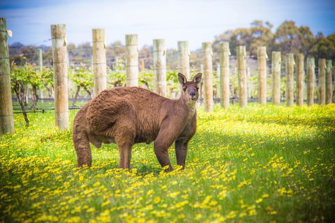 Margaret River Wine Adventure - The Tour For People Who Don\'t Do Tours! - Accommodation Cairns 23
