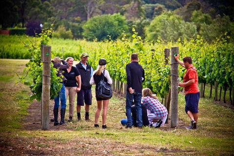 Margaret River Wine Adventure - The Tour For People Who Don\'t Do Tours! - Accommodation Cairns 27