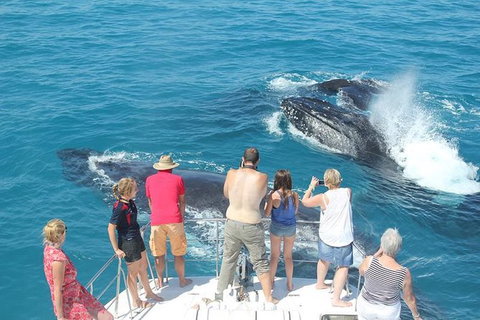 Half-Day Whale Watching Sunset Cruise From Broome - Accommodation Cairns 1
