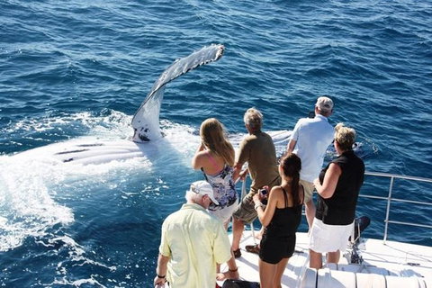 Half-Day Whale Watching Sunset Cruise From Broome - Accommodation Cairns 2