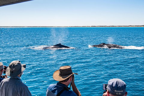 Half-Day Whale Watching Sunset Cruise From Broome - Accommodation Cairns 5