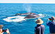 Half-Day Whale Watching Sunset Cruise From Broome - thumb 7