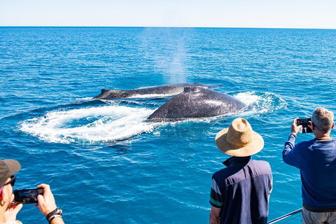 Half-Day Whale Watching Sunset Cruise From Broome - Accommodation Cairns 7