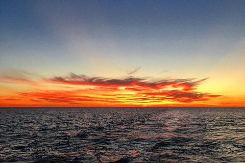 Half-Day Whale Watching Sunset Cruise From Broome - Accommodation Cairns 8