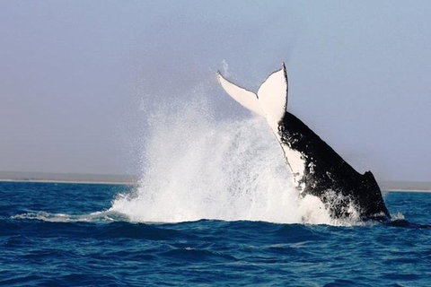 Half-Day Whale Watching Sunset Cruise From Broome - Accommodation Cairns 6