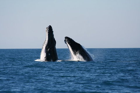 Half-Day Whale Watching Sunset Cruise From Broome - Accommodation Cairns 3