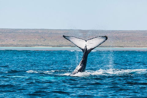 Ningaloo Reef Eco Tours - Accommodation Cairns 0
