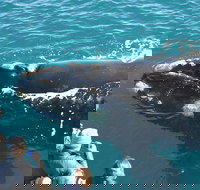 Augusta Whale Watching Eco Tour - Accommodation Cairns