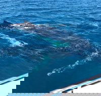 Busselton Whale Watching - Accommodation Cairns