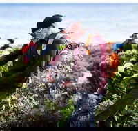 Guided Walks on the Cape to Cape - Redgate Beach to Boranup Forest - Accommodation Cairns