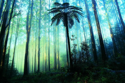 Half Day Puffing Billy Train Journey From Melbourne - Accommodation Cairns 7