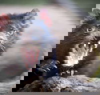 Port Arthur and Tassie Devils Active Day Tour from Hobart - Accommodation Cairns