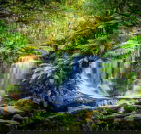 Day Tour in Mt. Field Mt. Wellington Bonorong Wildlife Sanctuary and Richmond - Accommodation Cairns