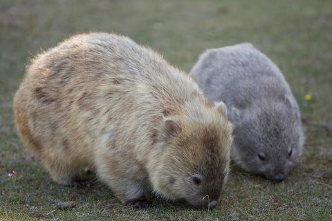 Maria Island Active Day Trip From Hobart - Accommodation Cairns 8