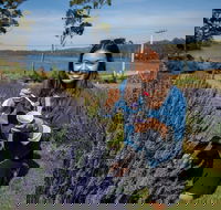 Port Arthur and Lavender Farm Active Day Tour - Accommodation Cairns