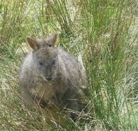 Leven Canyon Day Trip Including Wings Wildlife Park or Gunns Plains Caves from Devonport Ulverstone or Burnie - Accommodation Cairns