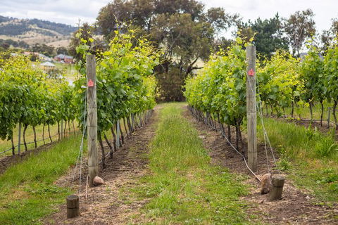 A Sommelier Guided Tour: Thursday Afternoon Wine Gin Cheese & Cocktails - Accommodation Cairns 3