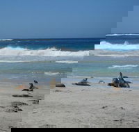 Kangaroo Island in a Day Tour from Adelaide - Accommodation Cairns