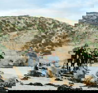 Small-Group Kangaroo Island 4WD Tour from Adelaide - Accommodation Cairns