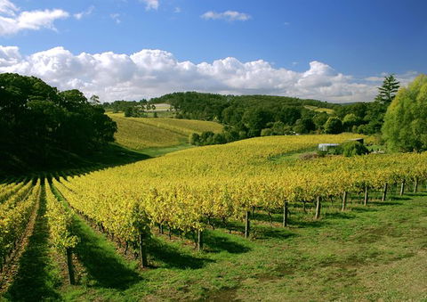 McLaren Vale And Glenelg Wine Tasting And Sightseeing (Half-day Afternoon) - Accommodation Cairns 3