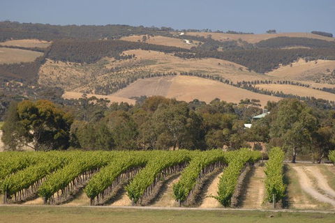 McLaren Vale And Glenelg Wine Tasting And Sightseeing (Half-day Afternoon) - Accommodation Cairns 9