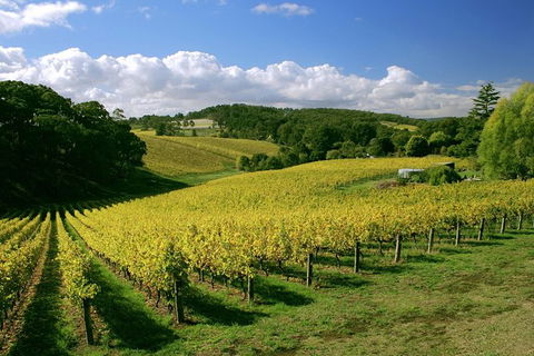 McLaren Vale And Glenelg Wine Tasting And Sightseeing (Half-day Afternoon) - Accommodation Cairns 6