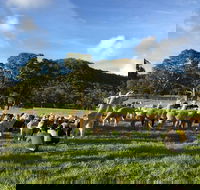 Alpaca Farm 2 hour Tour - Accommodation Cairns