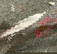 Food Tours Australia Cleland Wildlife Tour - Accommodation Cairns